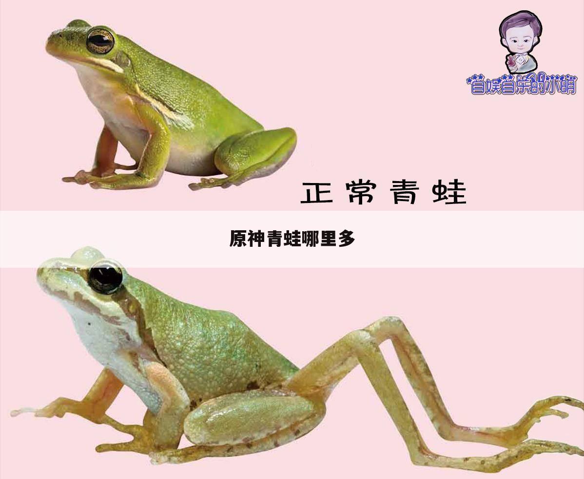 原神青蛙哪里多