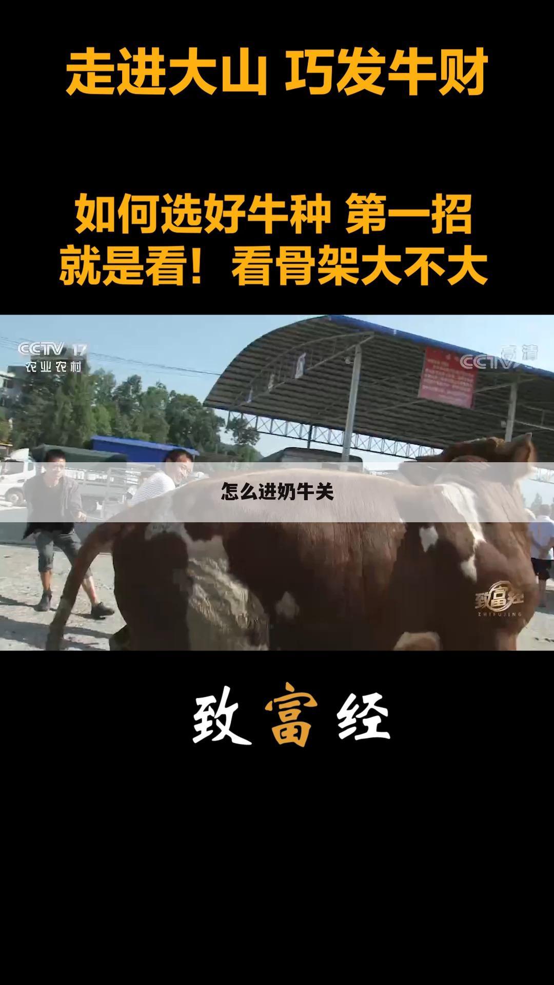 怎么进奶牛关