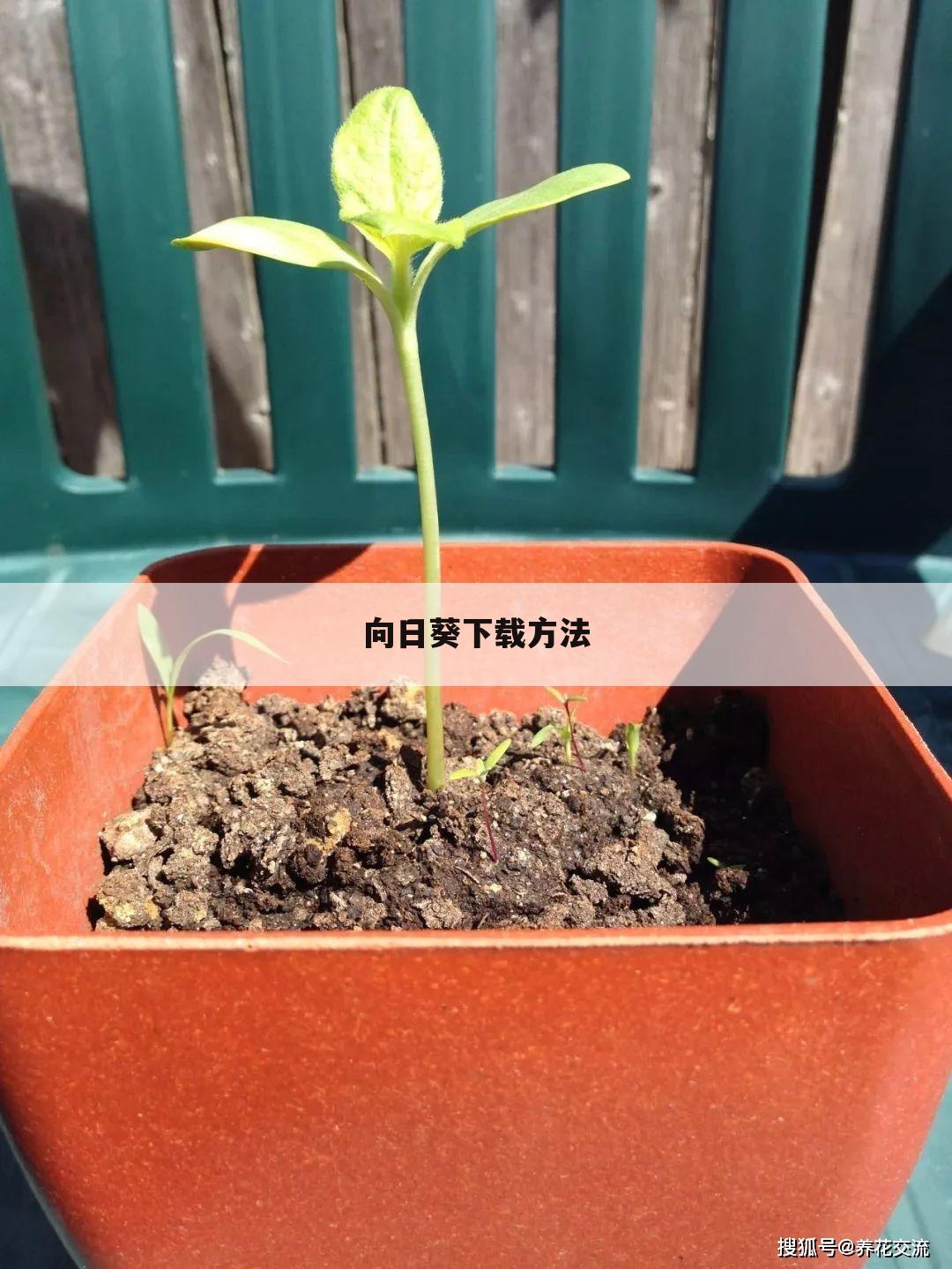 向日葵下载方法