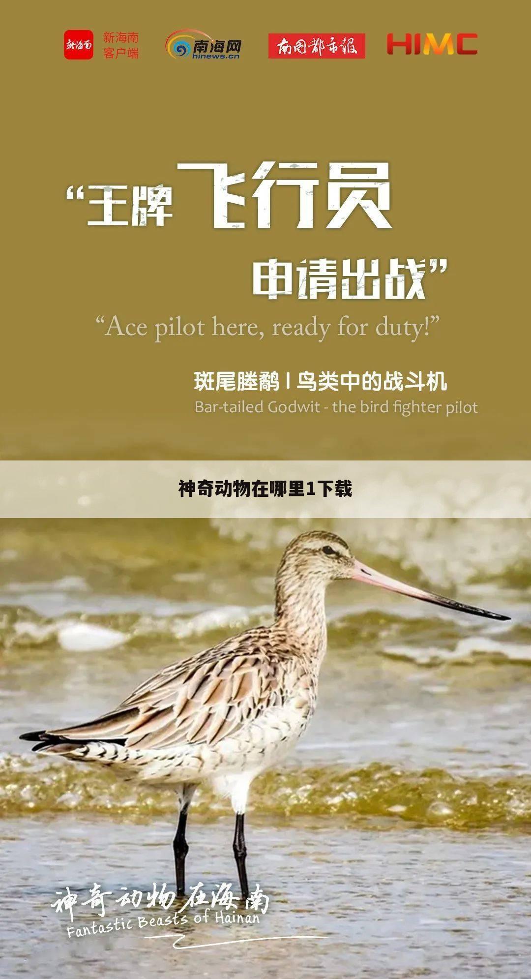 神奇动物在哪里1下载