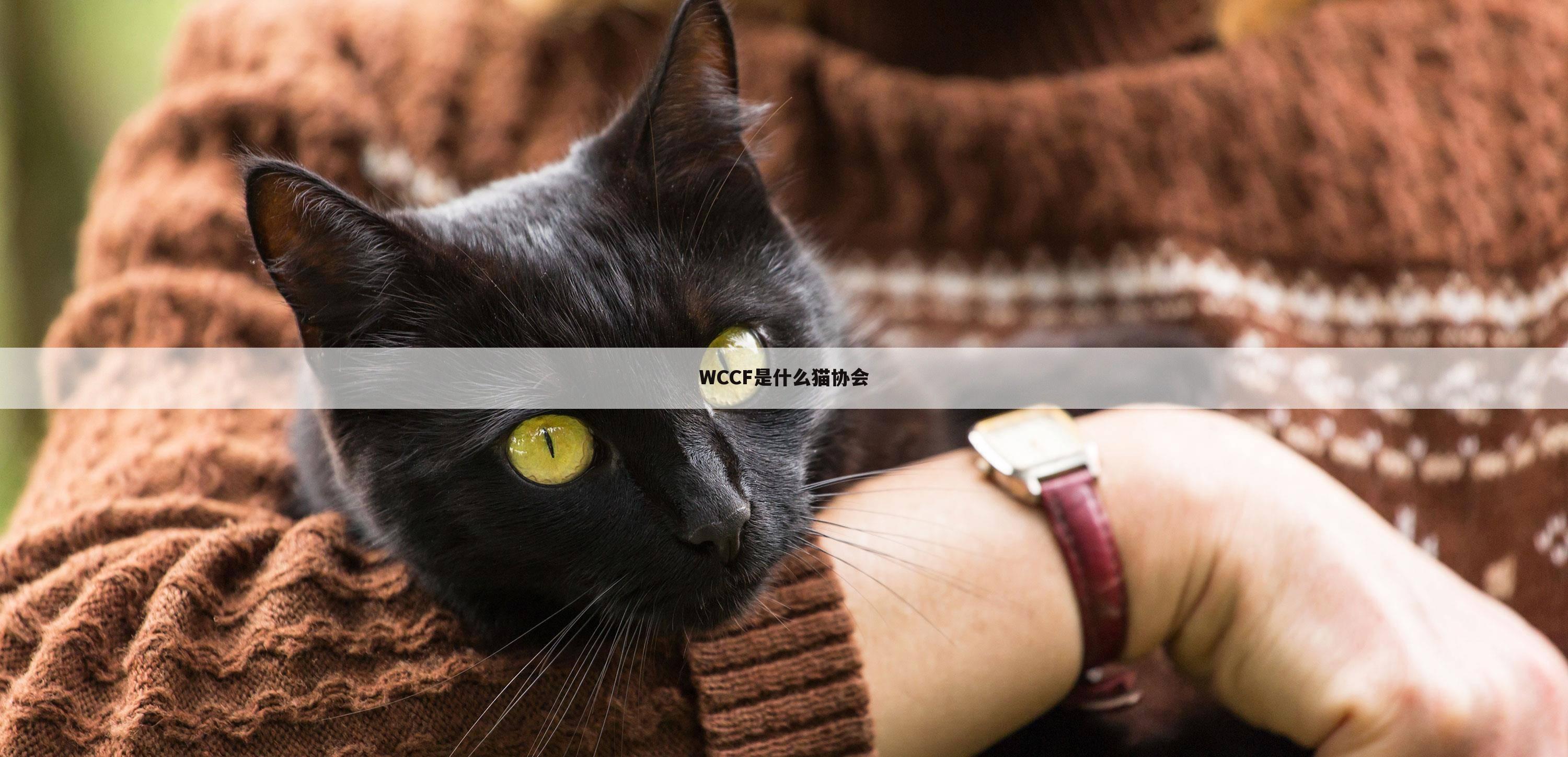 WCCF是什么猫协会