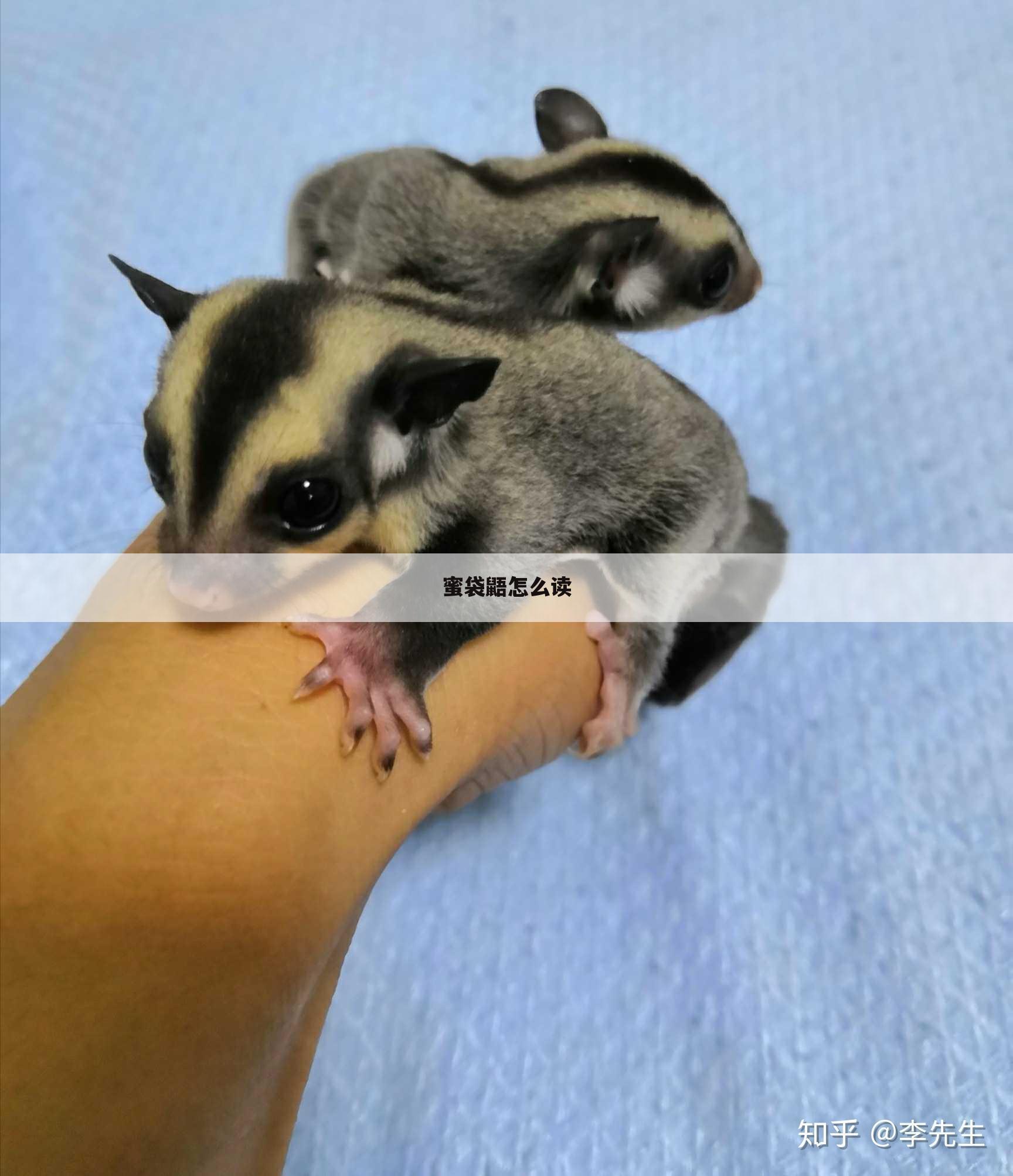 蜜袋鼯怎么读