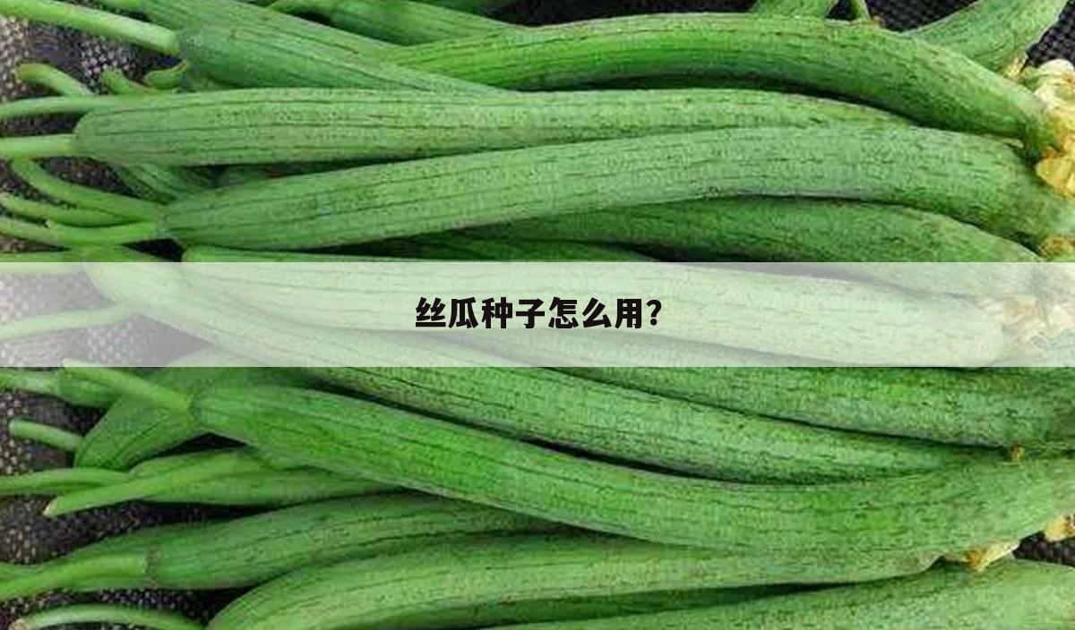 丝瓜种子怎么用?