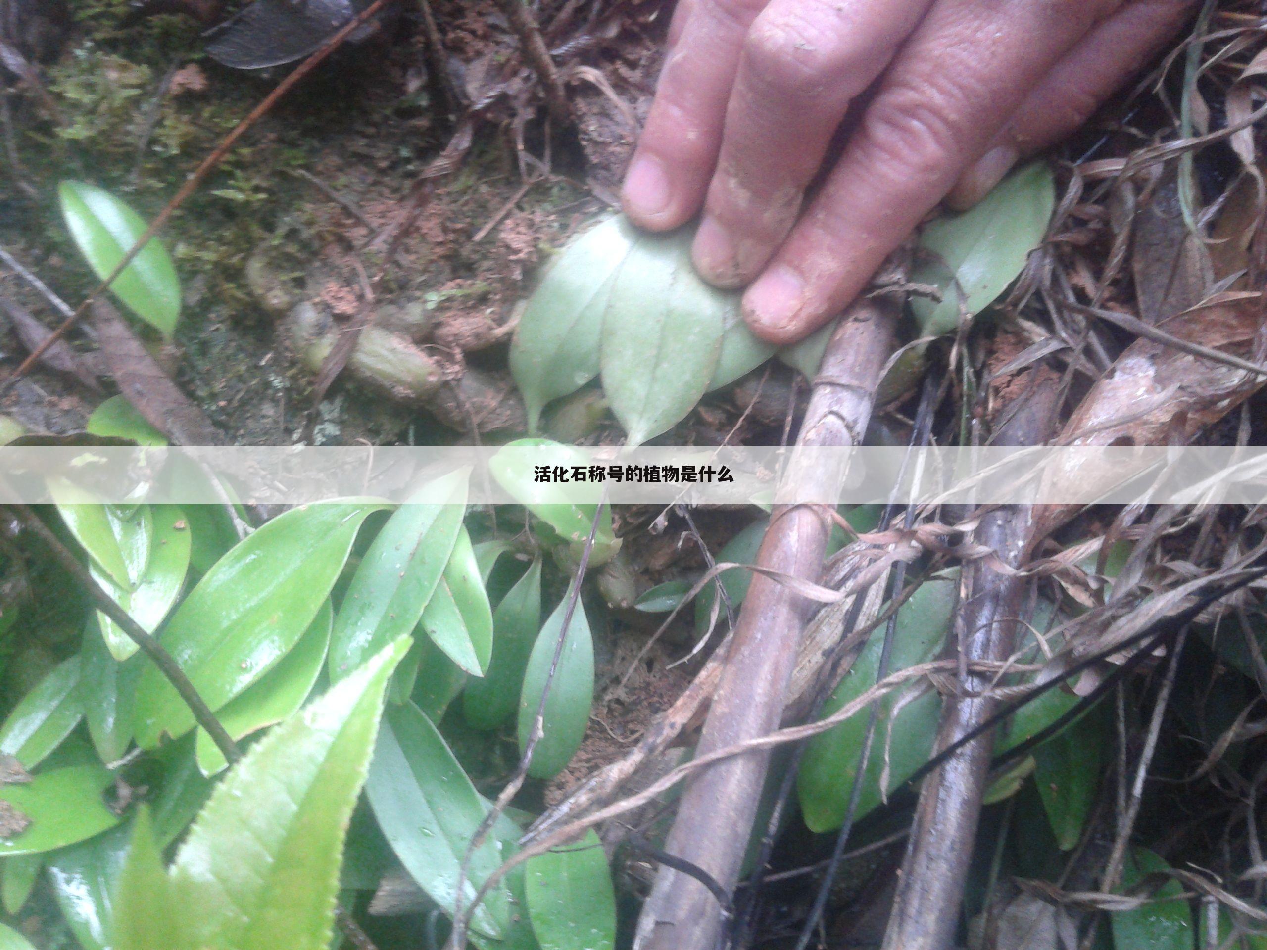 活化石称号的植物是什么