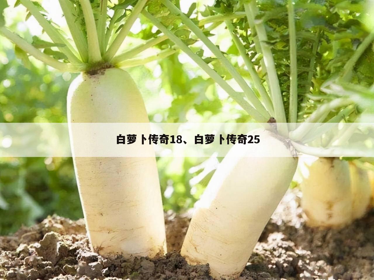 白萝卜传奇18、白萝卜传奇25