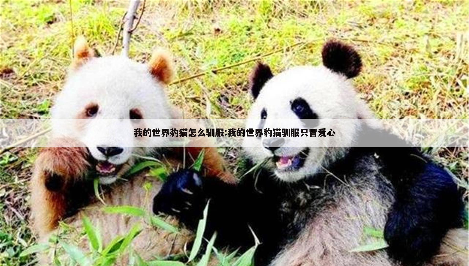 我的世界豹猫怎么驯服:我的世界豹猫驯服只冒爱心