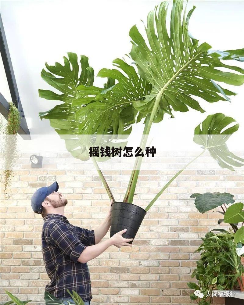 摇钱树怎么种