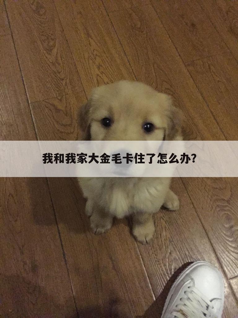 我和我家大金毛卡住了怎么办?