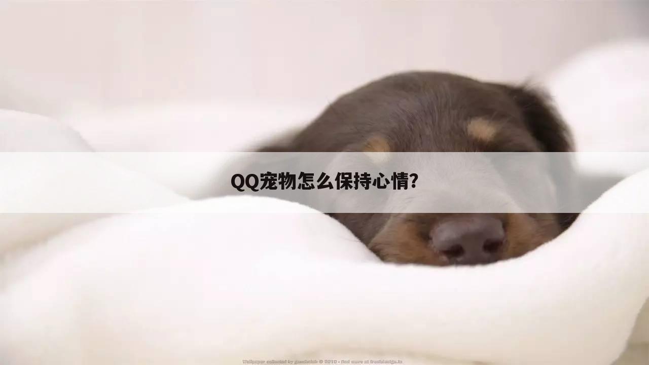 QQ宠物怎么保持心情?
