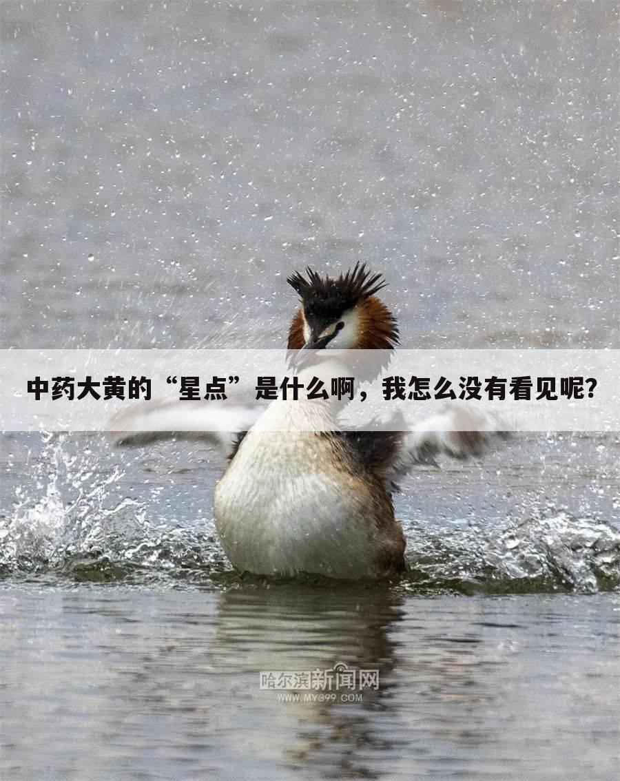 中药大黄的“星点”是什么啊,我怎么没有看见呢?