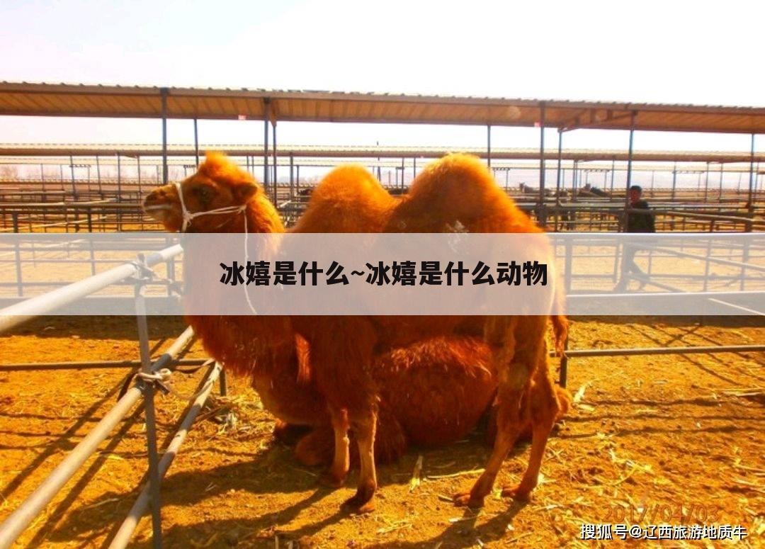 冰嬉是什么~冰嬉是什么动物