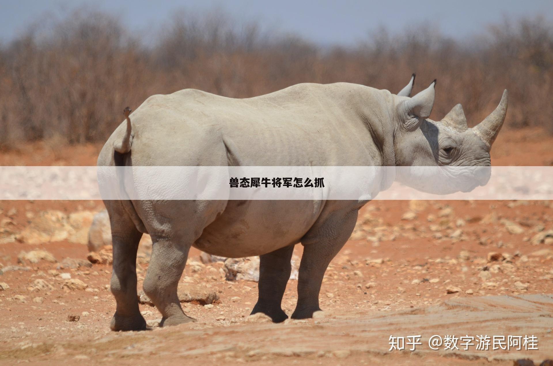 兽态犀牛将军怎么抓
