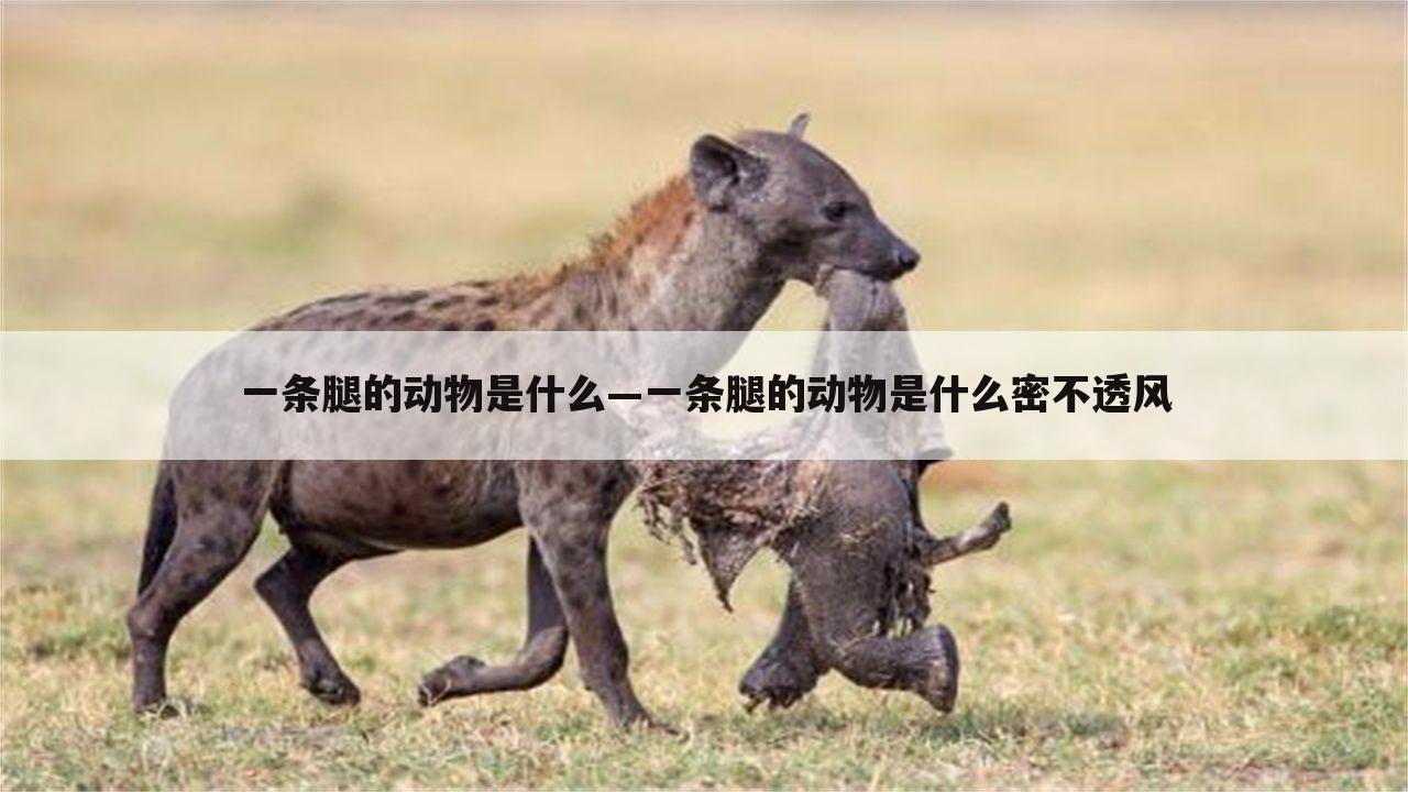 一条腿的动物是什么—一条腿的动物是什么密不透风