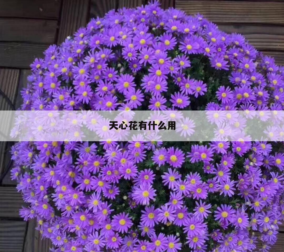 天心花有什么用