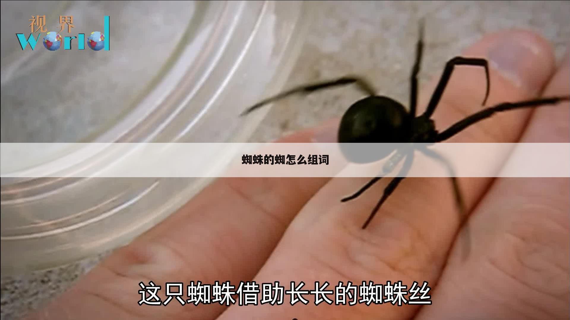 蜘蛛的蜘怎么组词