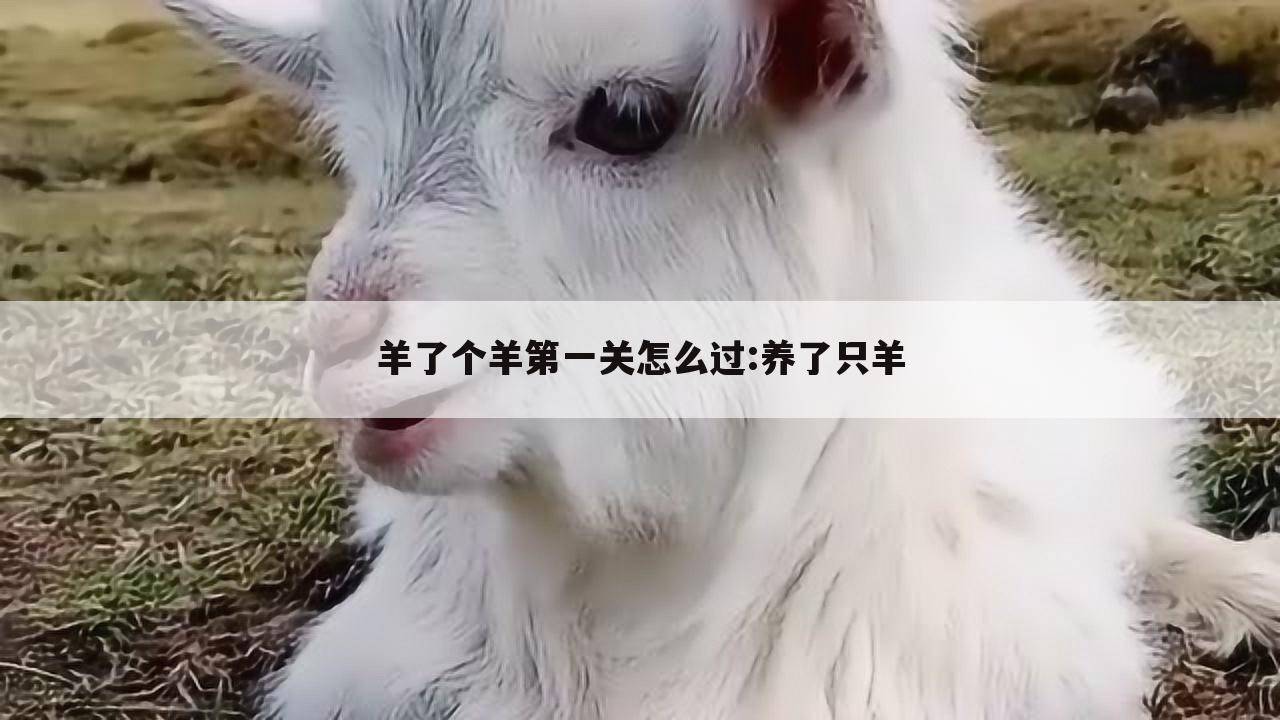 羊了个羊第一关怎么过:养了只羊