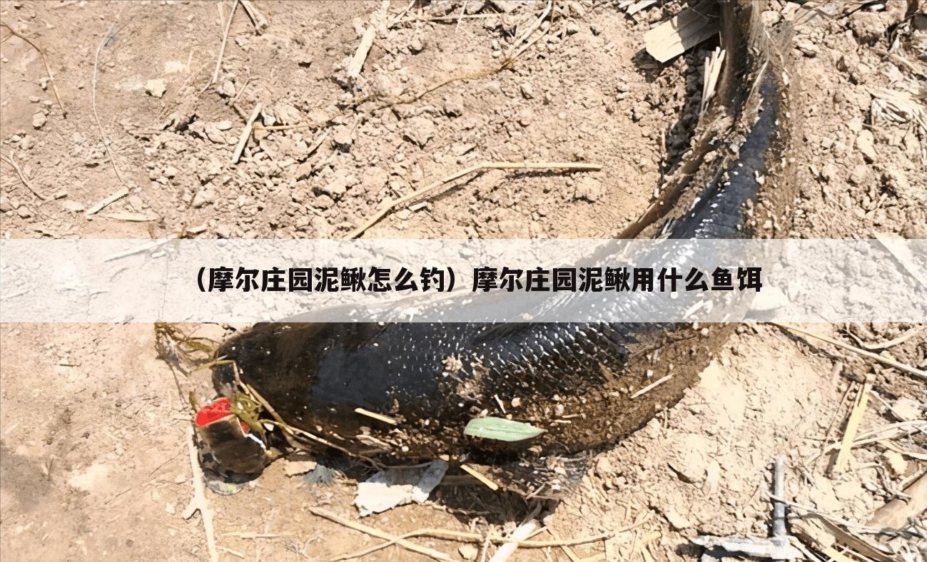 （摩尔庄园泥鳅怎么钓）摩尔庄园泥鳅用什么鱼饵