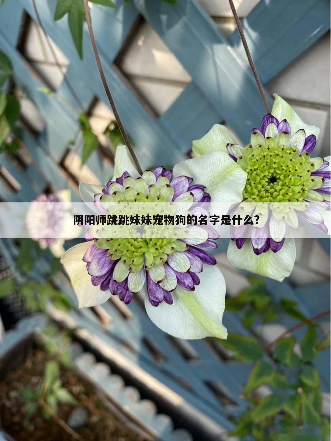 阴阳师跳跳妹妹宠物狗的名字是什么?