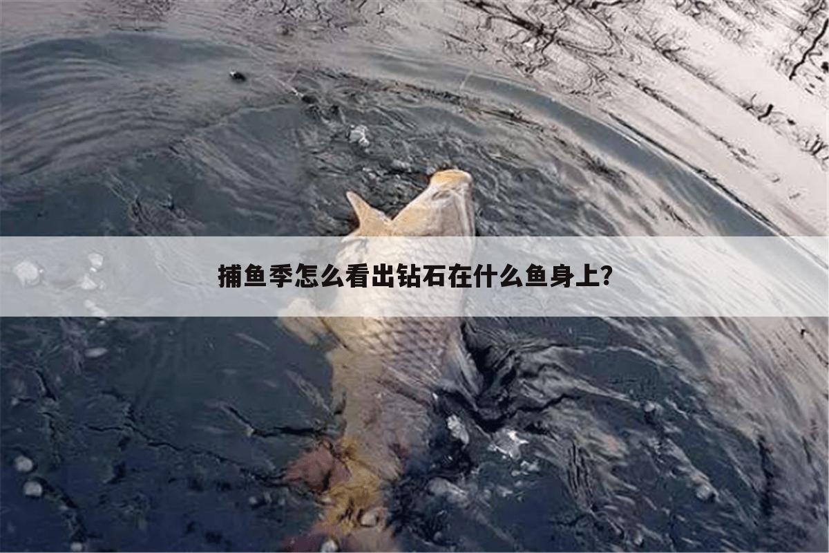 捕鱼季怎么看出钻石在什么鱼身上?