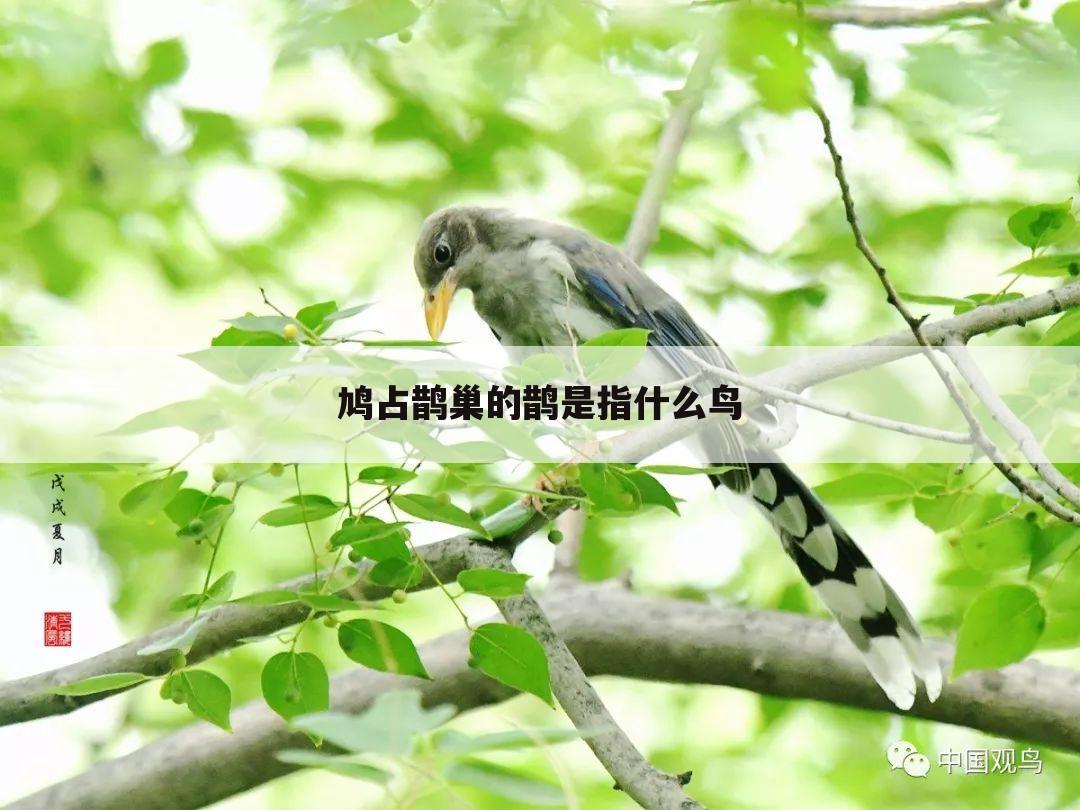 鸠占鹊巢的鹊是指什么鸟