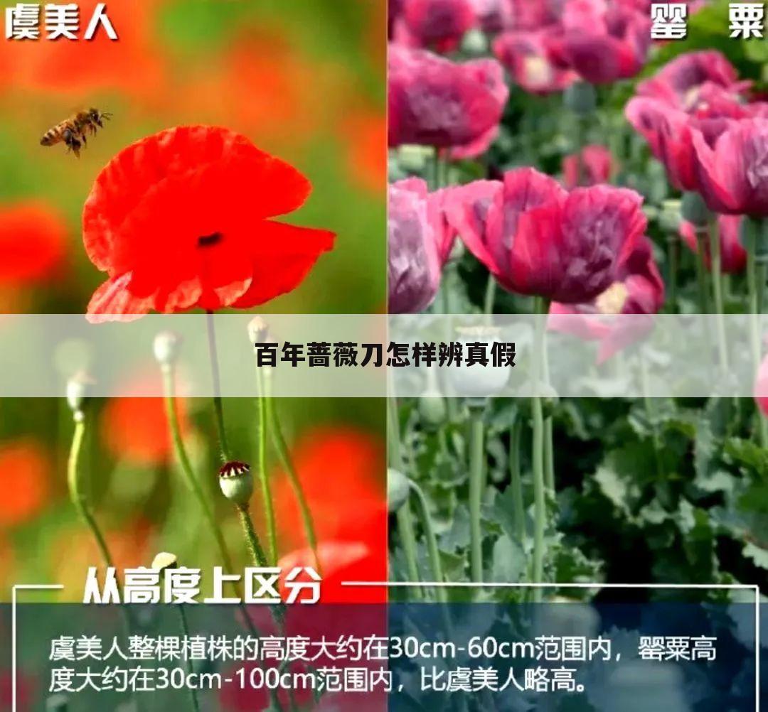百年蔷薇刀怎样辨真假