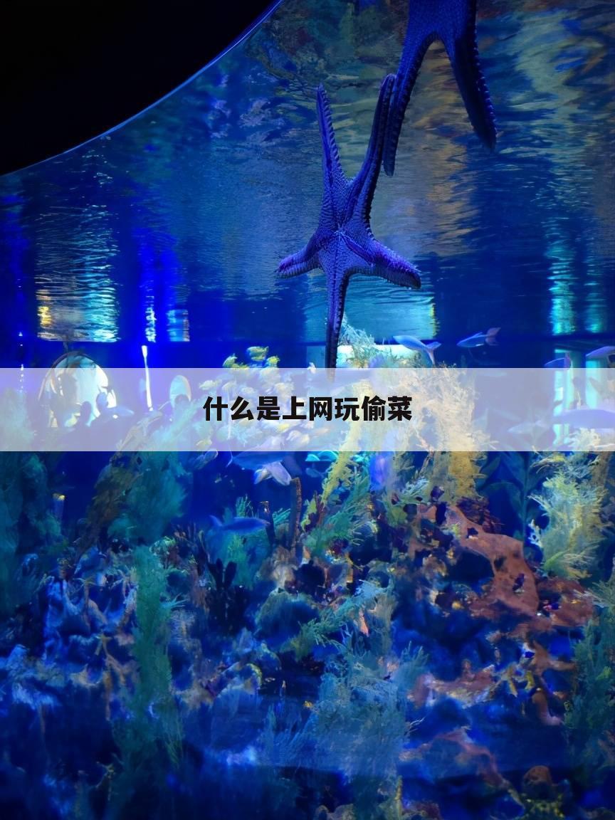 什么是上网玩偷菜