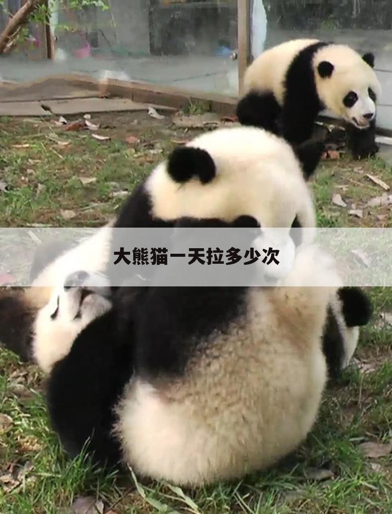 大熊猫一天拉多少次