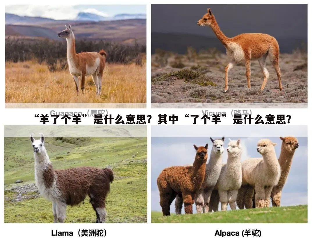“羊了个羊”是什么意思？其中“了个羊”是什么意思？