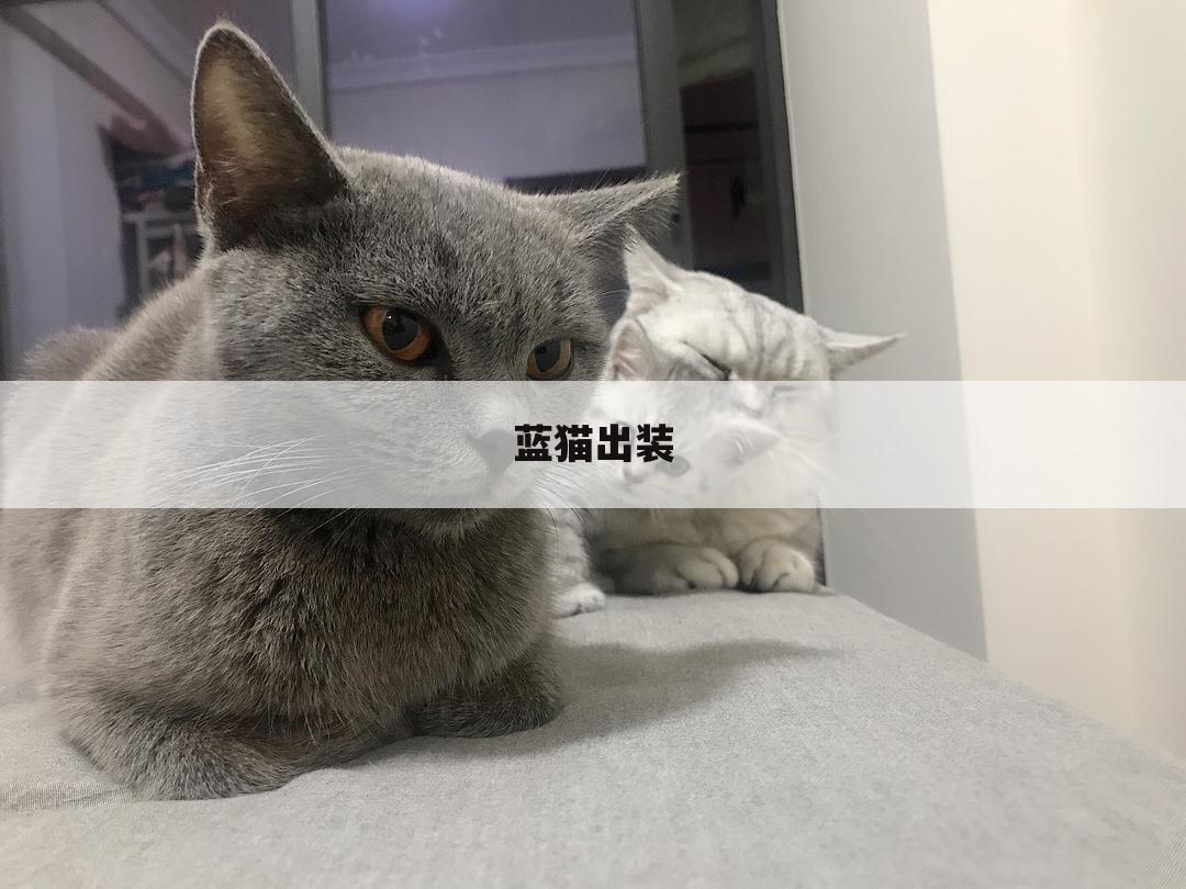 蓝猫出装