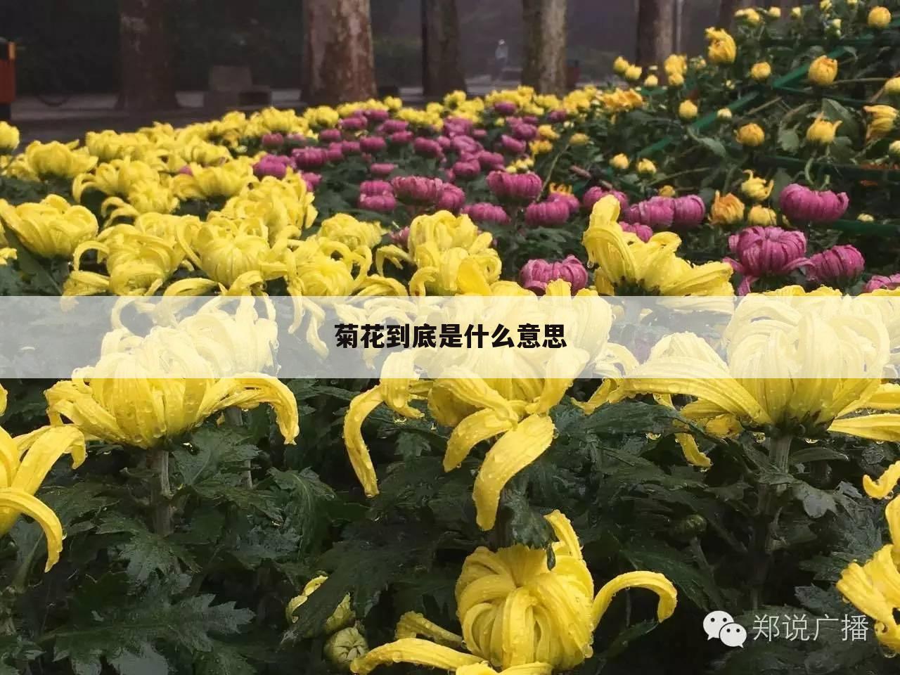 菊花到底是什么意思