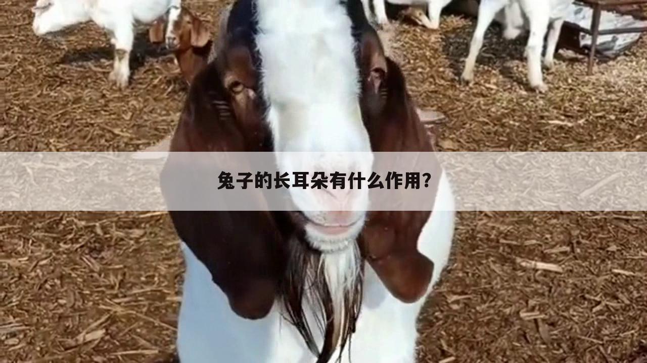 兔子的长耳朵有什么作用?