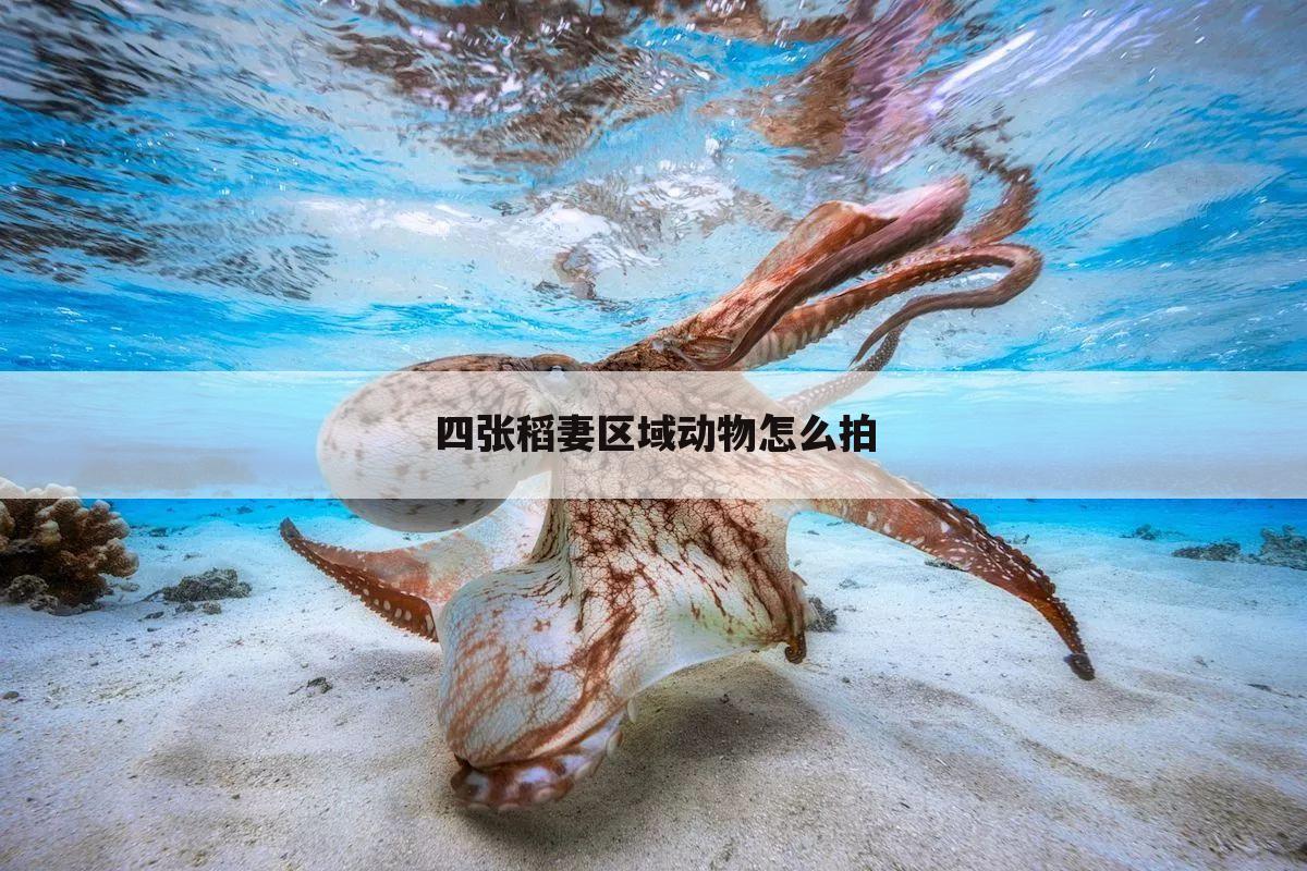 四张稻妻区域动物怎么拍