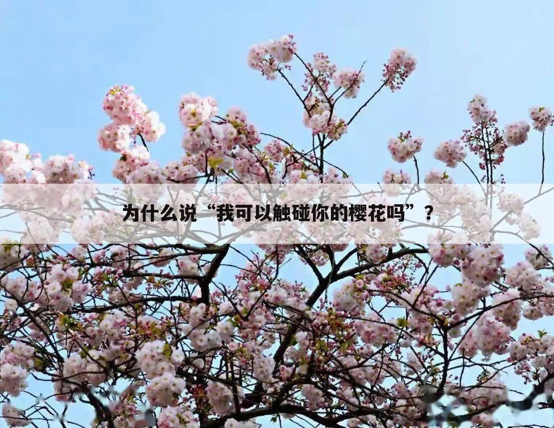 为什么说“我可以触碰你的樱花吗”?