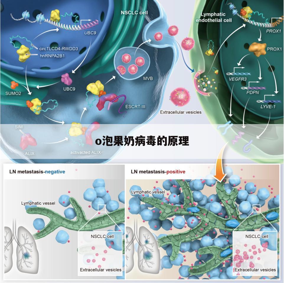 o泡果奶病毒的原理