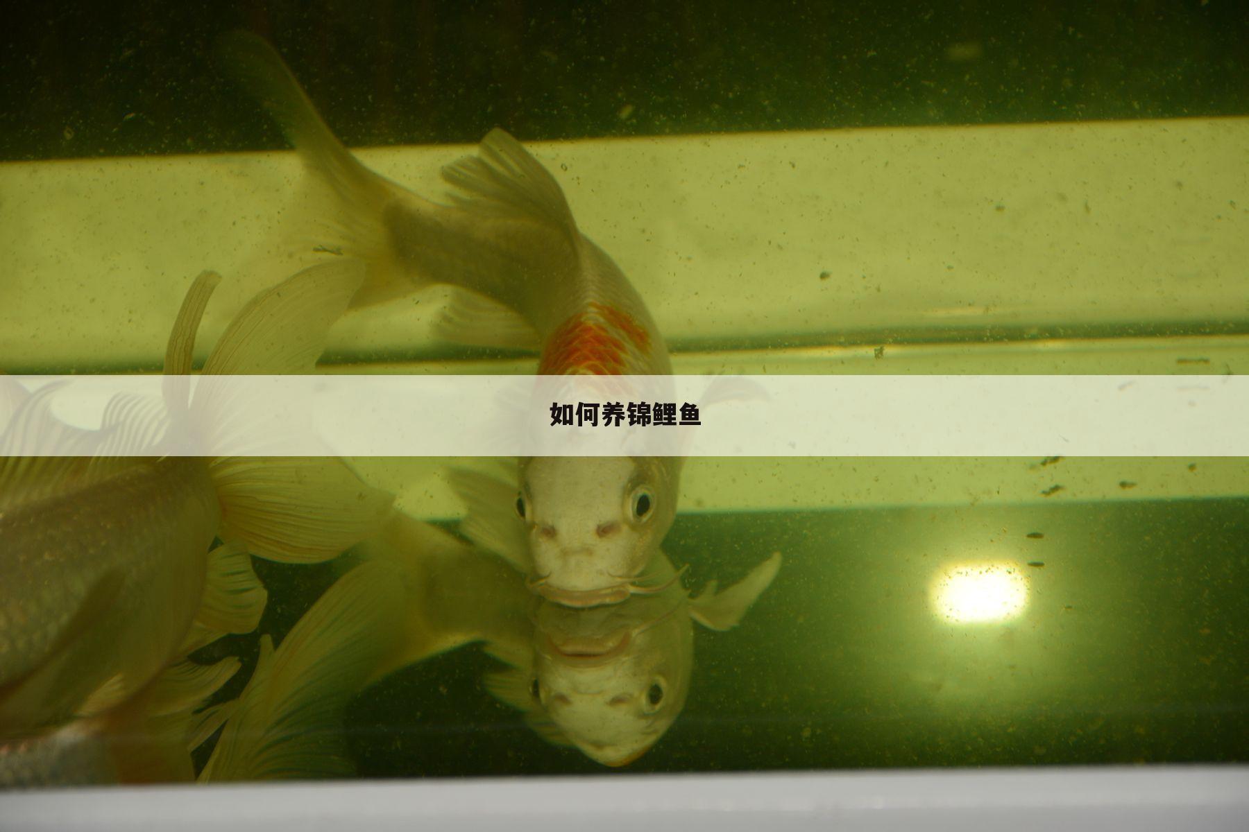 如何养锦鲤鱼