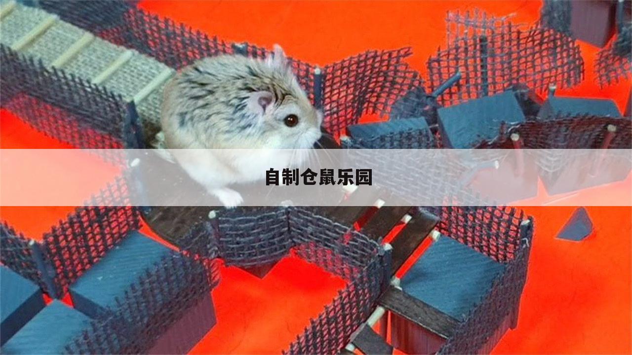 自制仓鼠乐园